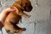 Dogue de Bordeaux Bordó doga šteniatka obrázok 1