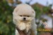 Pomeranian BOO medvedíky, Pomeranský špic šteniatka obrázok 1