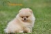 Pomeranian BOO medvedíky, šteniatka Pomeranského špica obrázok 1