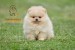Pomeranian BOO medvedíky, šteniatka Pomeranského špica obrázok 2