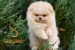 Pomeranian BOO medvedíky, šteniatka Pomeranského špica obrázok 3