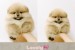 I am selling Pomeranian puppies obrázok 1