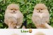 I am selling Pomeranian puppies obrázok 3