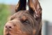 Doberman – Krásne šteniatka obrázok 1