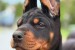 Doberman – Krásne šteniatka obrázok 2