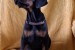 Doberman – Krásne Šteniatka obrázok 2
