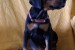 Doberman – Krásne Šteniatka obrázok 3