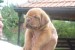 Bordó doga (Dogue de Bordeaux) krásne šteniatka obrázok 1