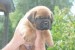 Bordó doga (Dogue de Bordeaux) krásne šteniatka obrázok 3