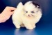 Toy pomeranian na adopciu obrázok 1