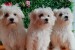 Offer four beautiful female Maltese obrázok 1