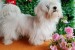 Offer four beautiful female Maltese obrázok 2