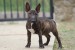 Miniature Bull Terrier obrázok 1