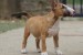 Miniature Bull Terrier obrázok 2