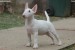 Miniature Bull Terrier obrázok 3