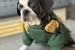 Exotic Pug obrázok 1