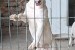 Štandardné Bull Terrier šteniatka obrázok 2