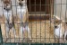Shiba inu puppies from top parents obrázok 1