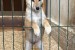 Shiba inu puppies from top parents obrázok 2