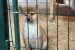 Shiba inu puppies from top parents obrázok 3