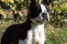 Boston terrier puppies obrázok 1