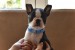 Boston terrier puppies obrázok 3