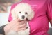 Top poodle puppies obrázok 1