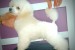 Top poodle puppies obrázok 3