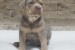 Pitbull Lilac Tricolor puppy obrázok 1