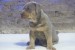 Pitbull Lilac Tricolor puppy obrázok 2