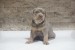 Pitbull Lilac Tricolor puppy obrázok 3