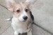 Welsh Corgi puppies obrázok 1