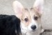 Welsh Corgi puppies obrázok 2