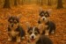 Welsh Corgi puppies obrázok 3