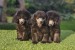 Offered gray poodle obrázok 1