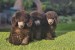 Offered gray poodle obrázok 3