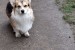 Pembroke Welsh Corgi obrázok 1