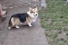 Pembroke Welsh Corgi obrázok 2