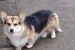 Pembroke Welsh Corgi obrázok 3