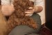 Red toy poodles obrázok 1
