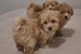 Maltipoo toy puppies obrázok 3