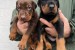 Doberman – šteniatka na predaj obrázok 1