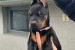 Doberman – šteniatka na predaj obrázok 2