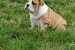 English bulldog puppies obrázok 1