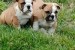 English bulldog puppies obrázok 2