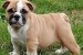 English bulldog puppies obrázok 3