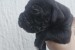 Cane Corso – šteniatka na predaj obrázok 1