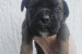 Cane Corso – šteniatka na predaj obrázok 2