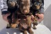 Doberman – Krásne šteniatka obrázok 1