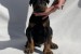 Doberman – Krásne šteniatka obrázok 3